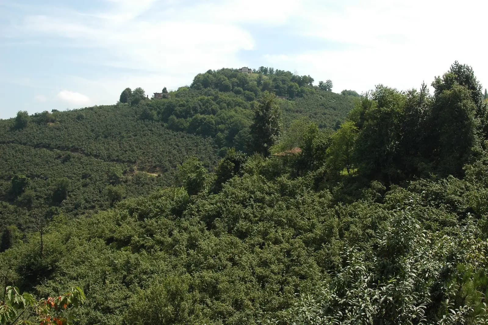 Tepe yamaçlarını kaplayan sık fındık bahçeleri